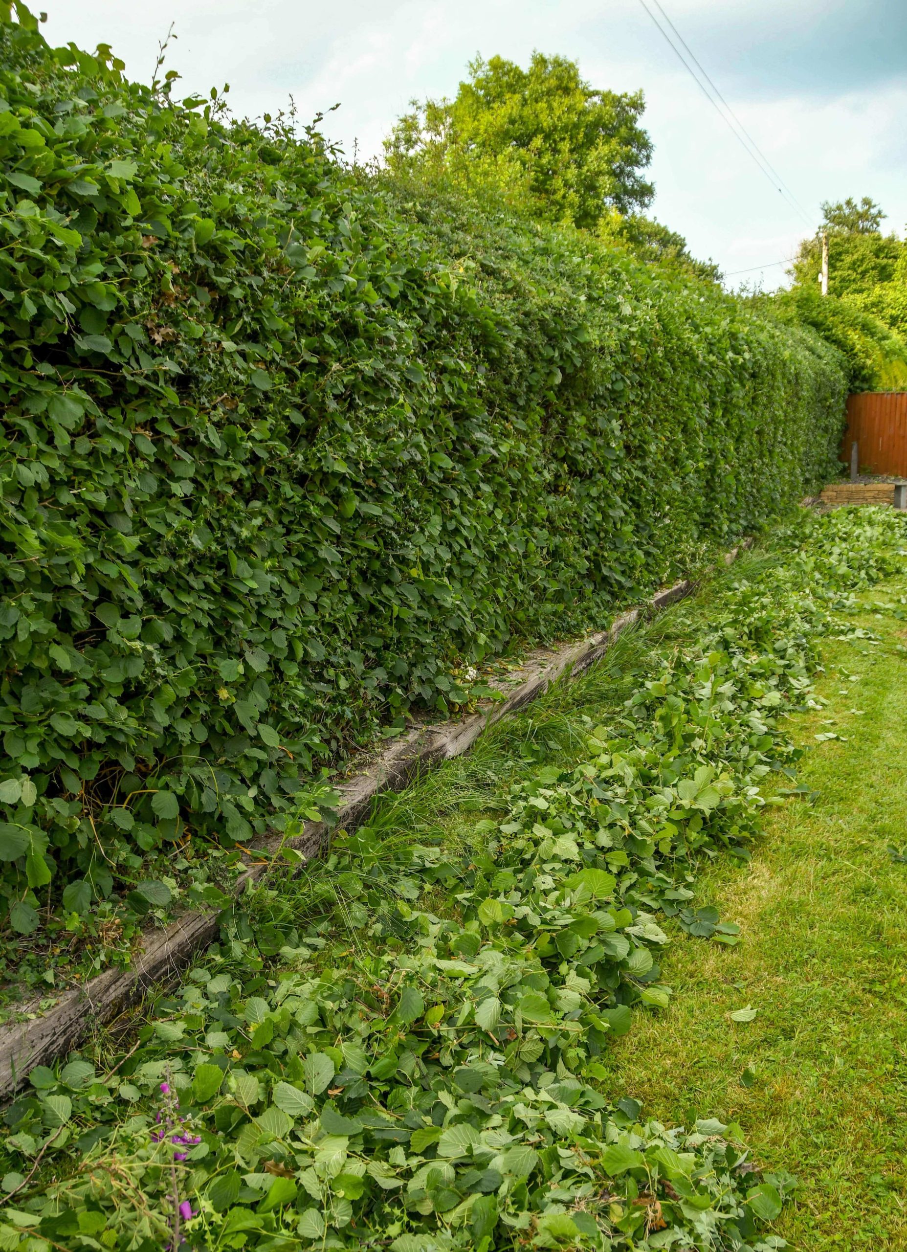 Garden Maintenance Walworth SE17